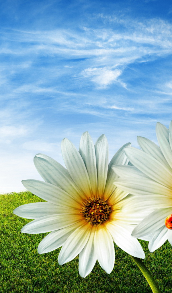 Ромашки в поле