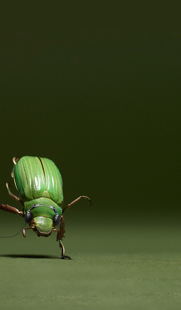 Танцующий жук