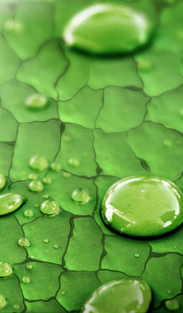 Божья коровка и дождевые капли