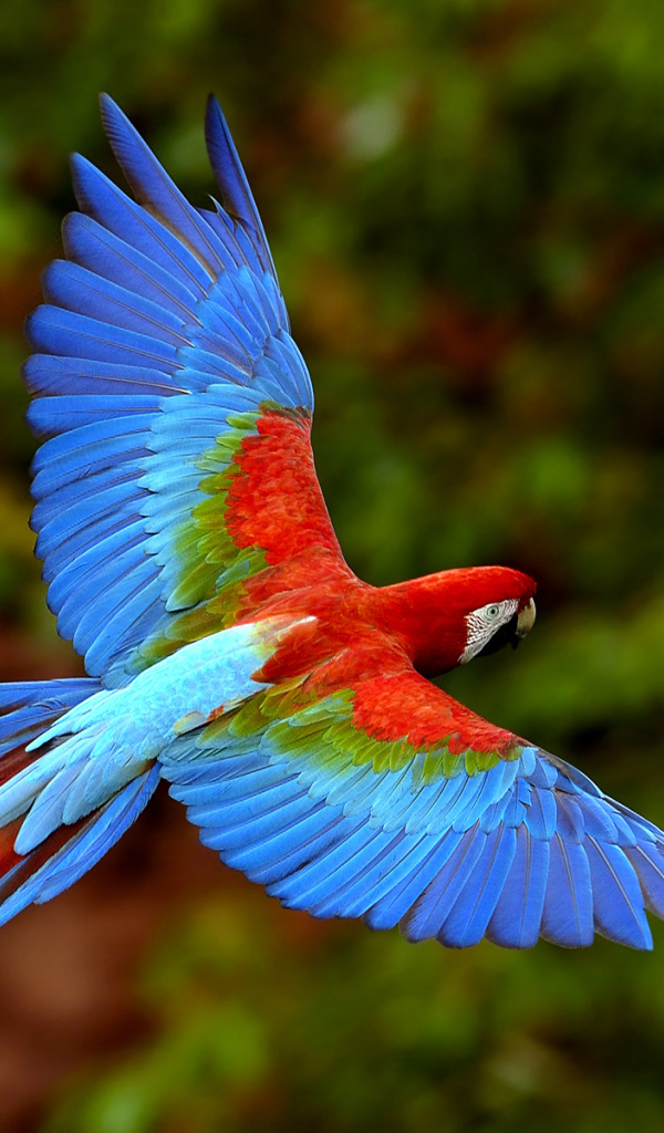Попугай в Бразилии