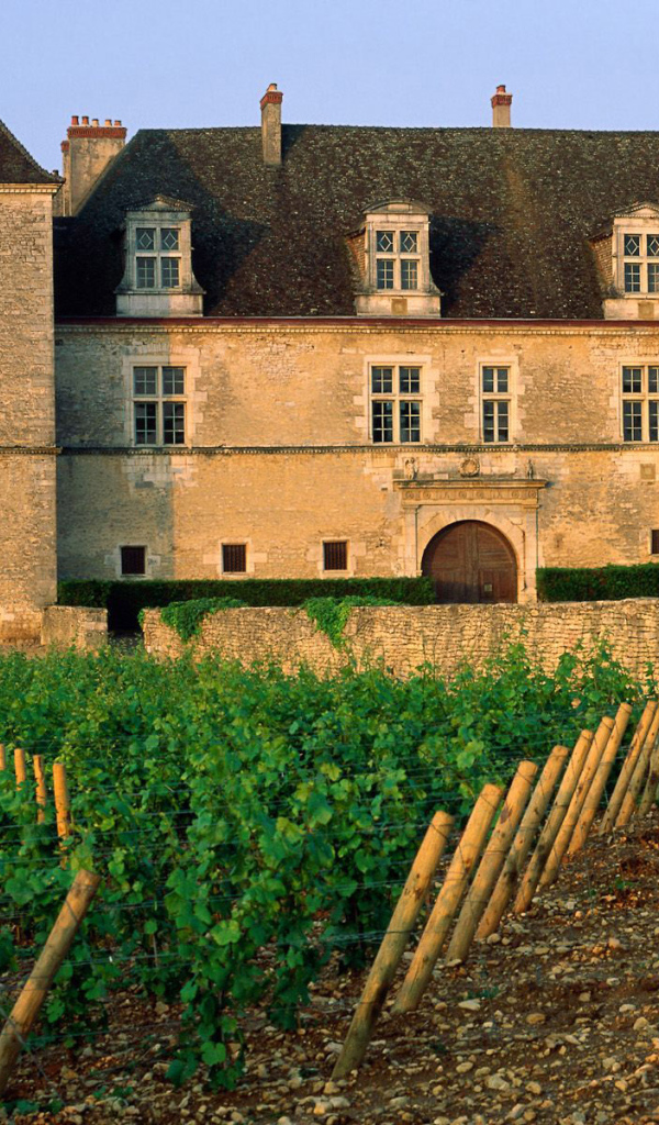 Виноградник возле замка
