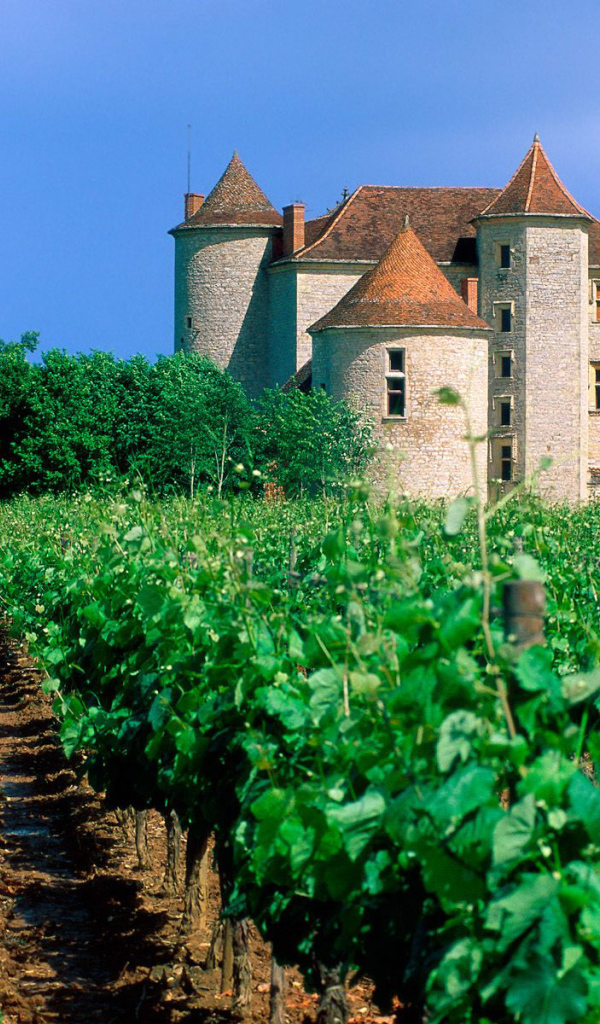 Франция Виноградник