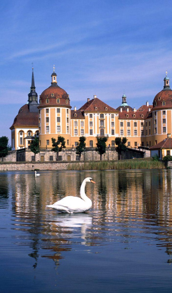 Лебеди на озере