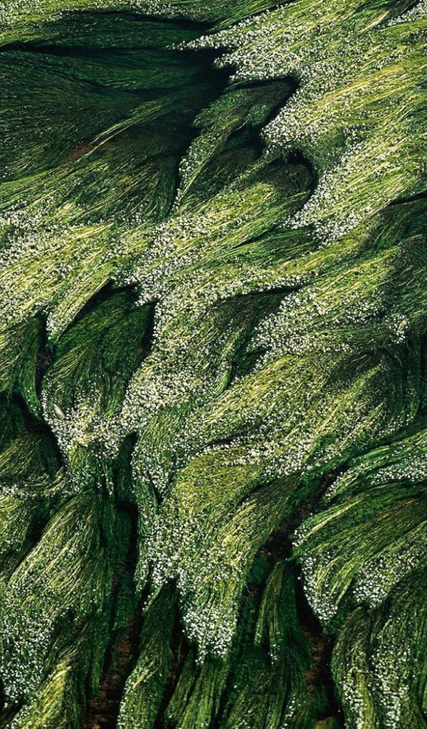 Трава в Луире