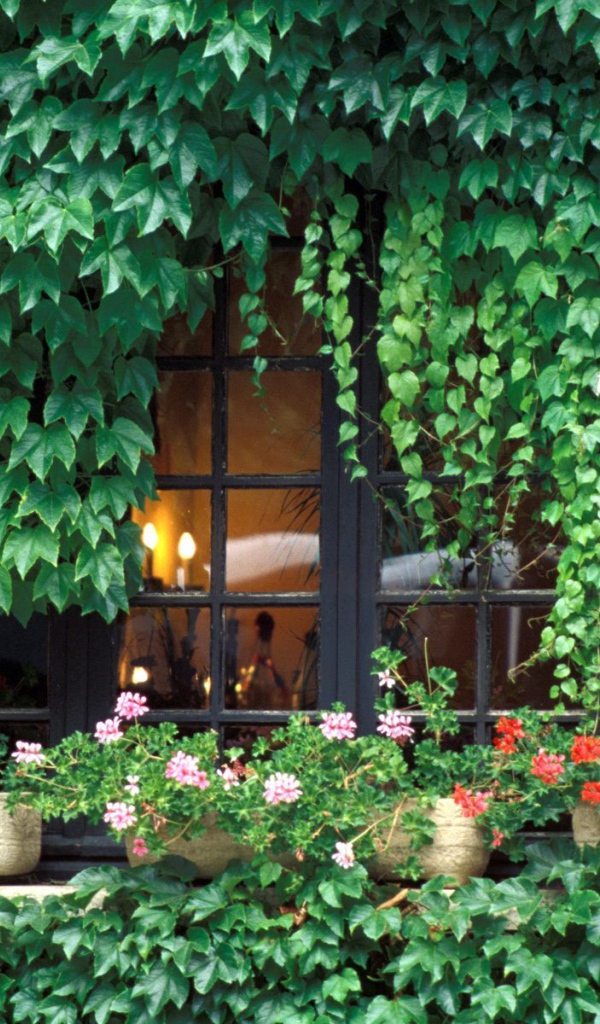 Заросли на домике