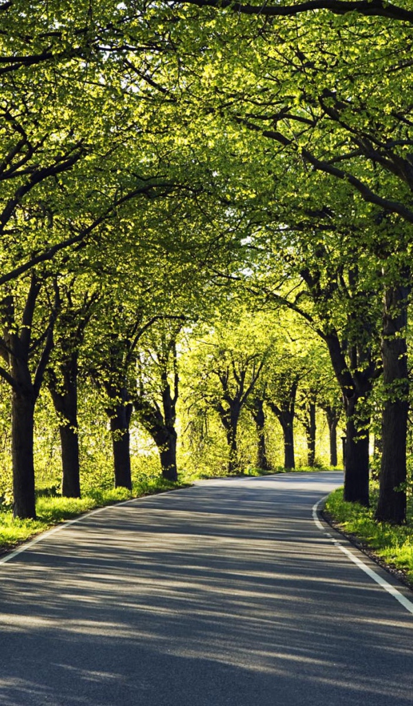 Дорога через парк