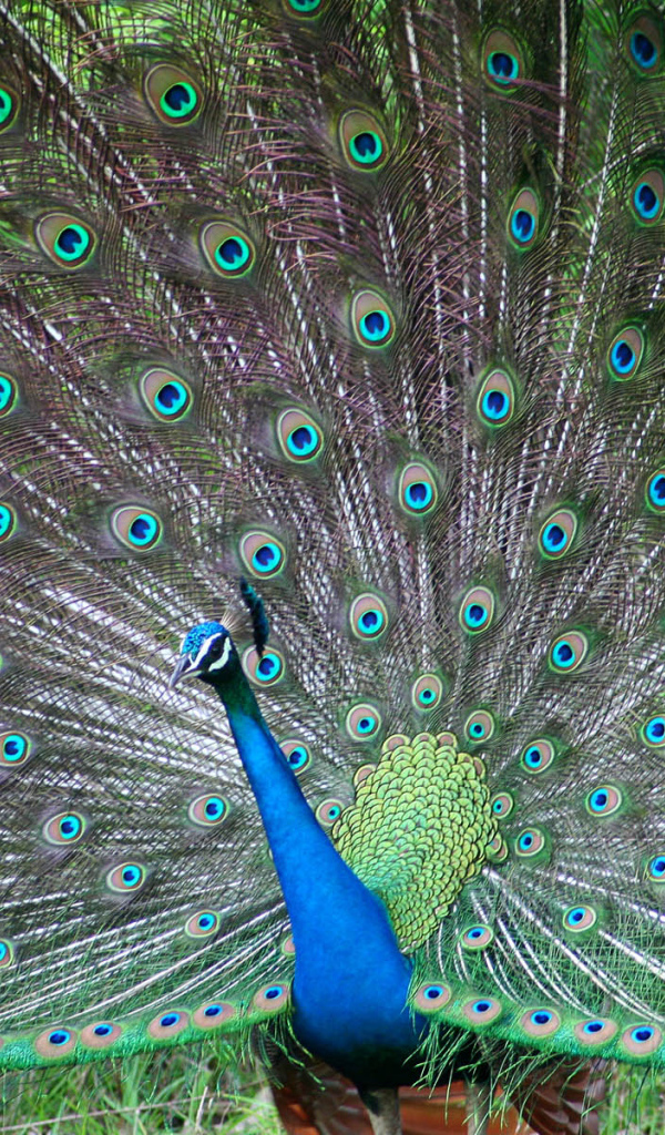 Индийский павлин