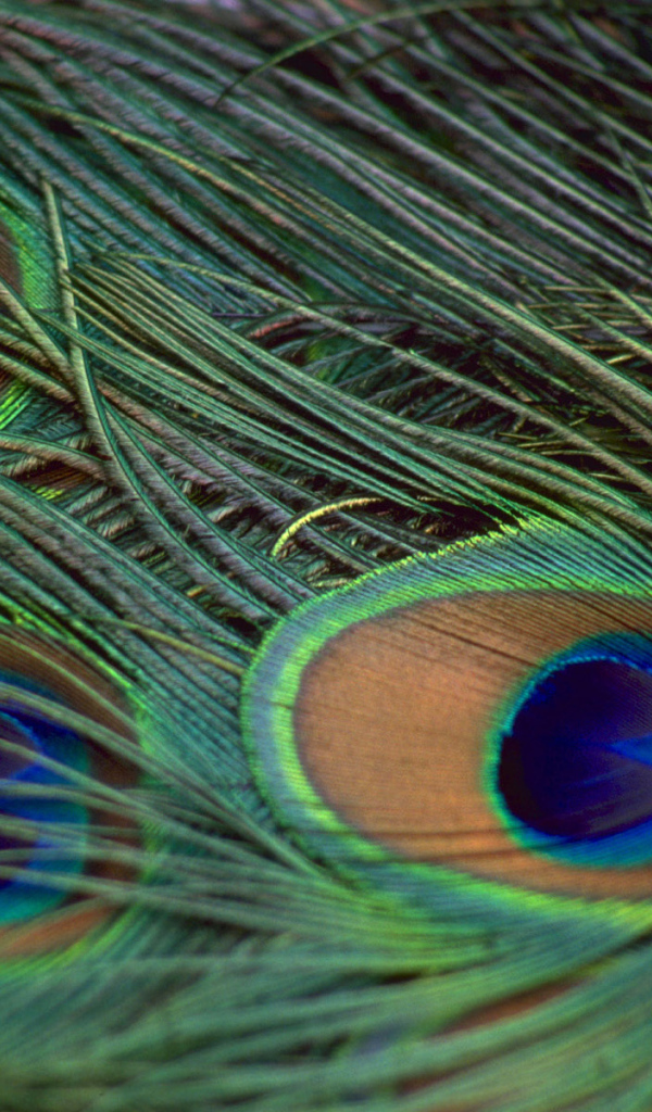 Перья павлина