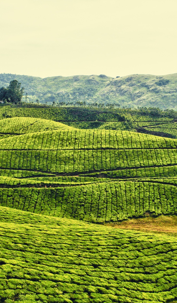 Плантации в Индии