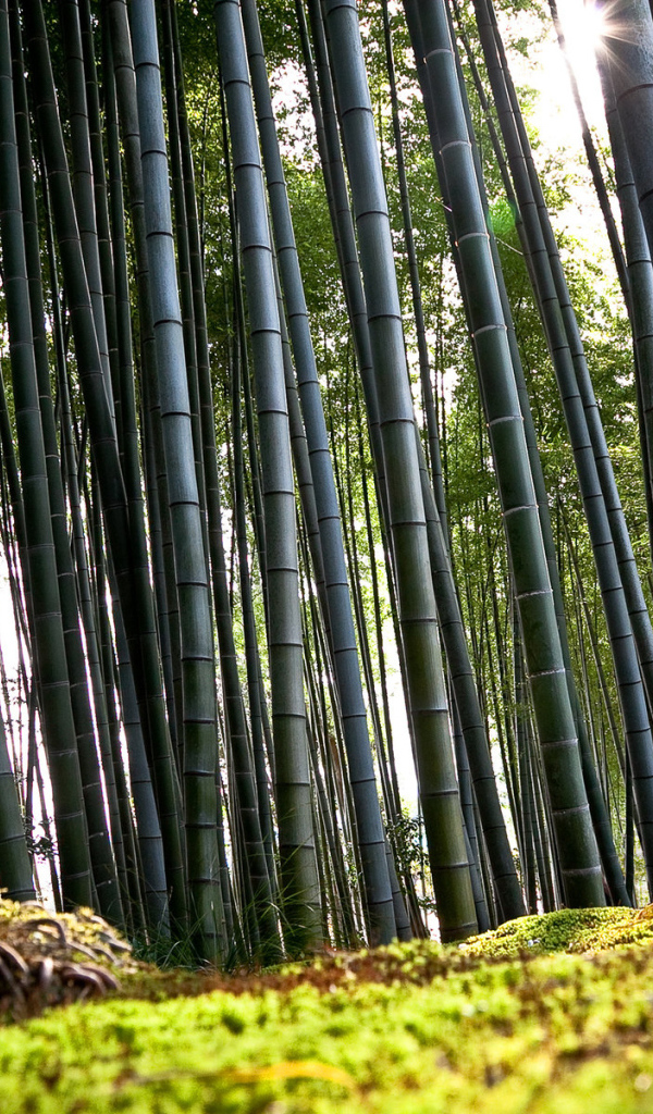 Бамбуковый лес