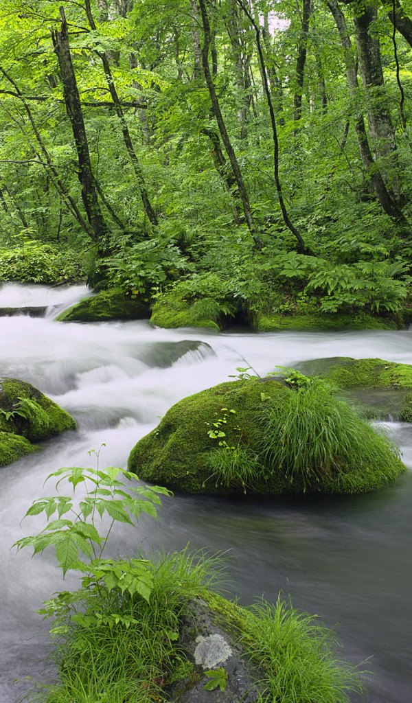 Леса Японии