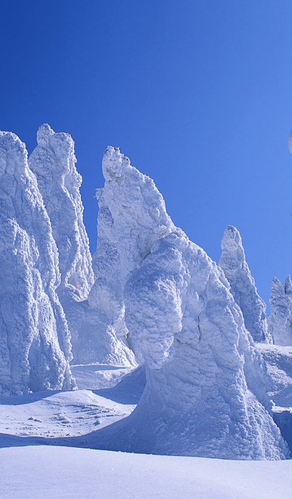 Деревья покрытые снегом