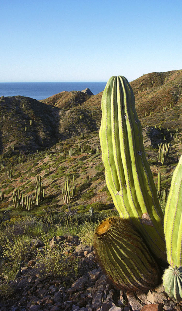 Мексика кактусы текила