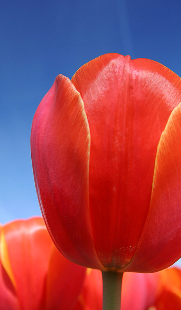 Цветы в Голандии