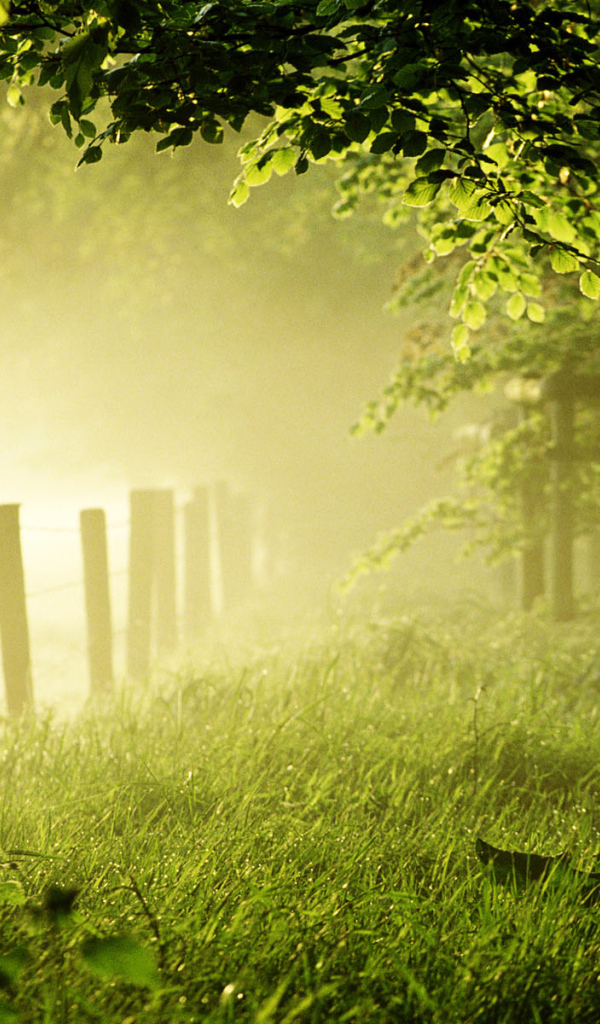 Солнечный летний день