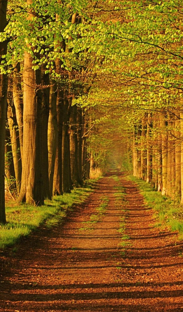 The forest in the Netherlands