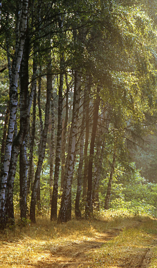 Польский лес