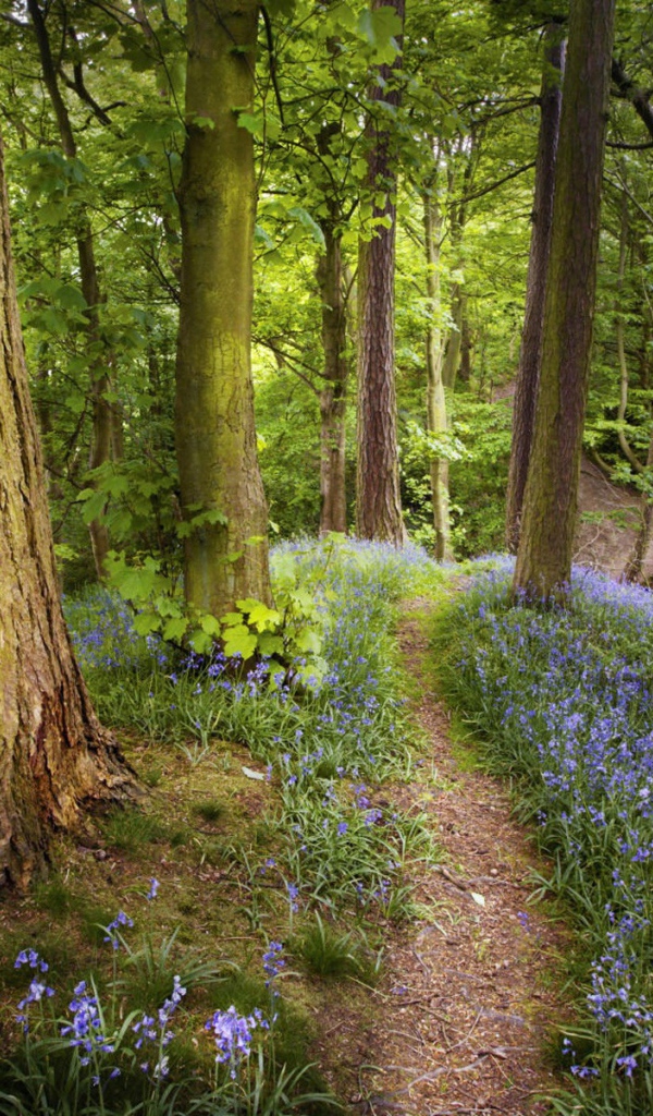 Лес в Подмосковье