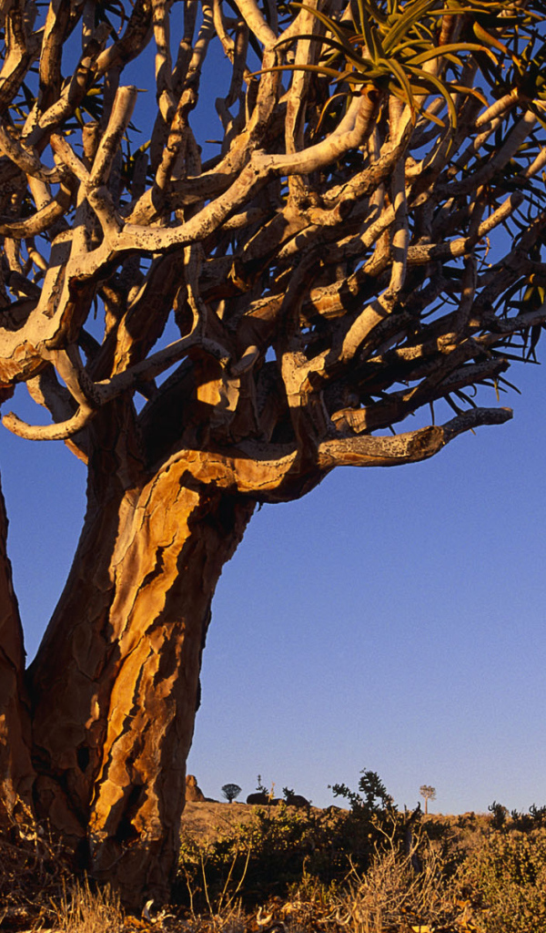 Сухое ветвистое дерево