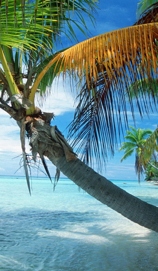 Французская Полинезия, раскинувшаяся пальма