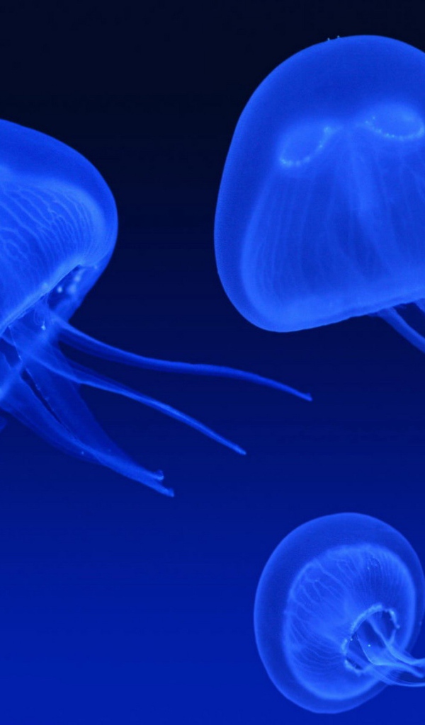 Неоновые медузы