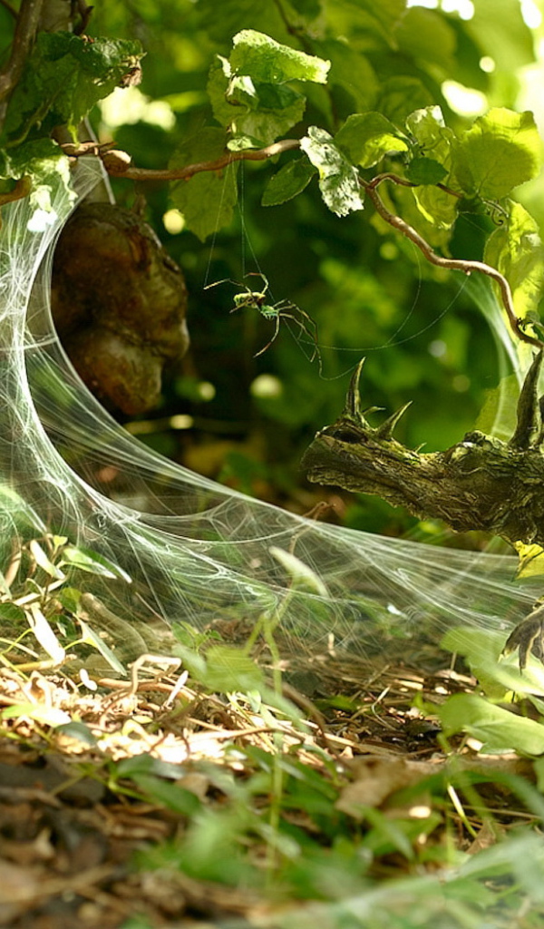 Маленький дракон