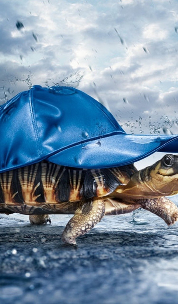 Черепаха в дождь