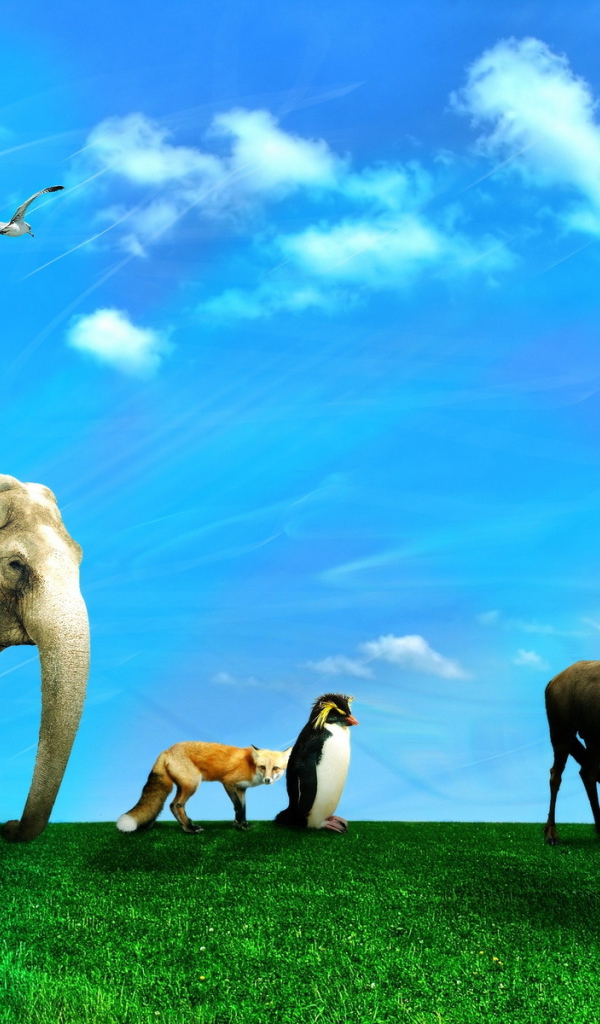 Дикие животные