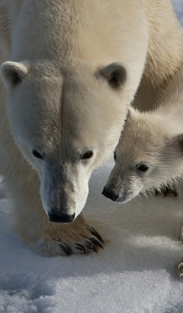 Медведица и медвежонок