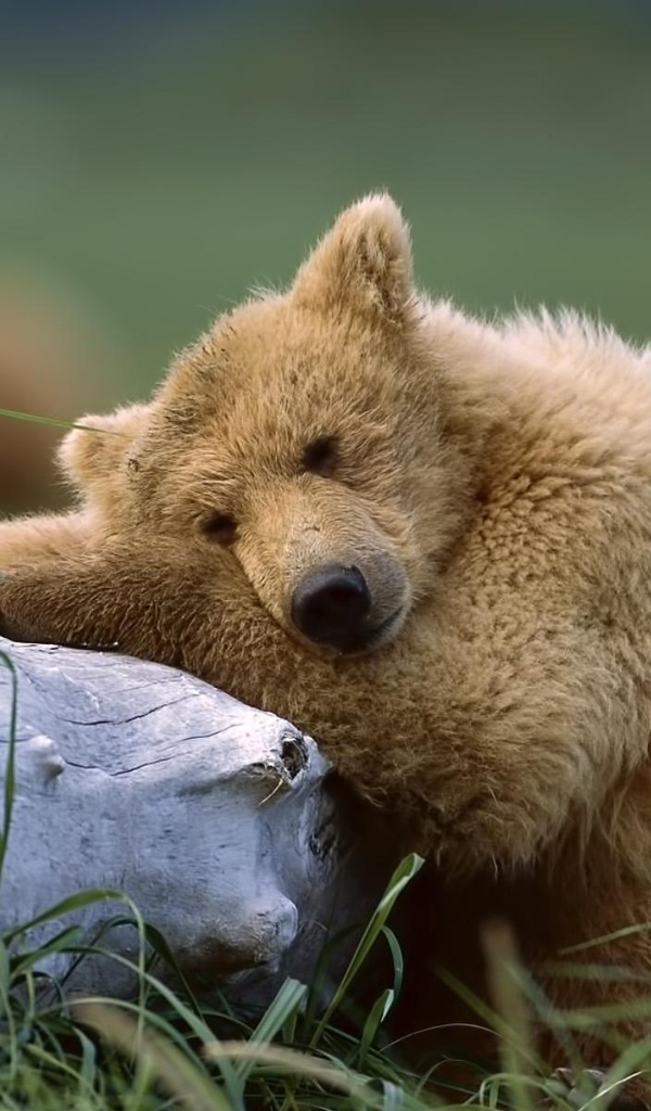 Медведь около ствола