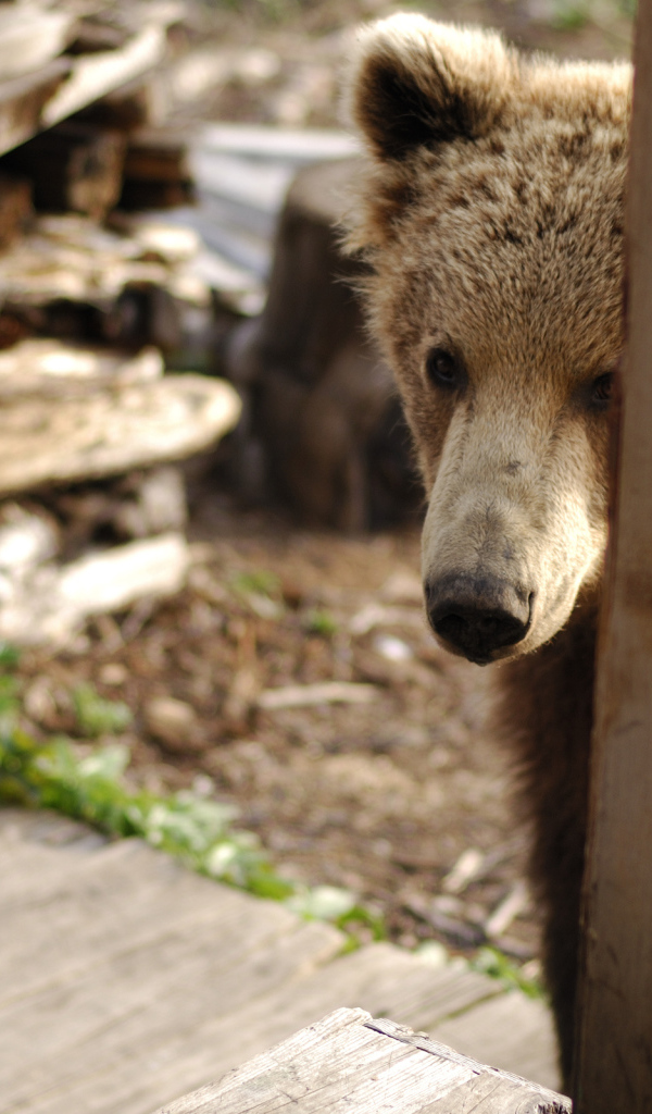 Медведь за дверью