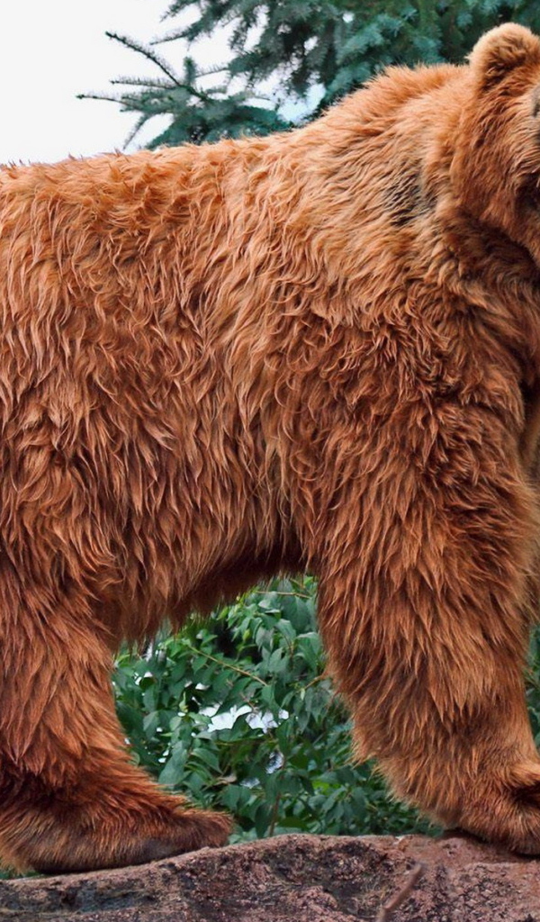 Медведь в лесу