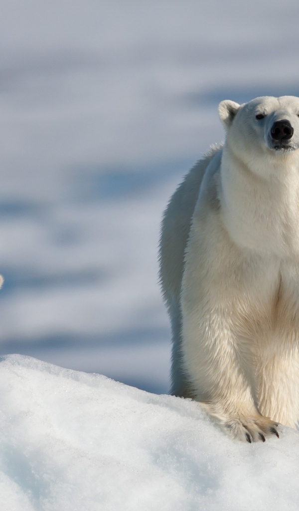 Медведица с малышом