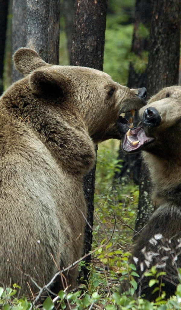 Медвежья пара