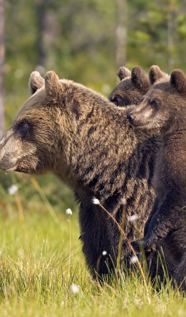 Bears and bear