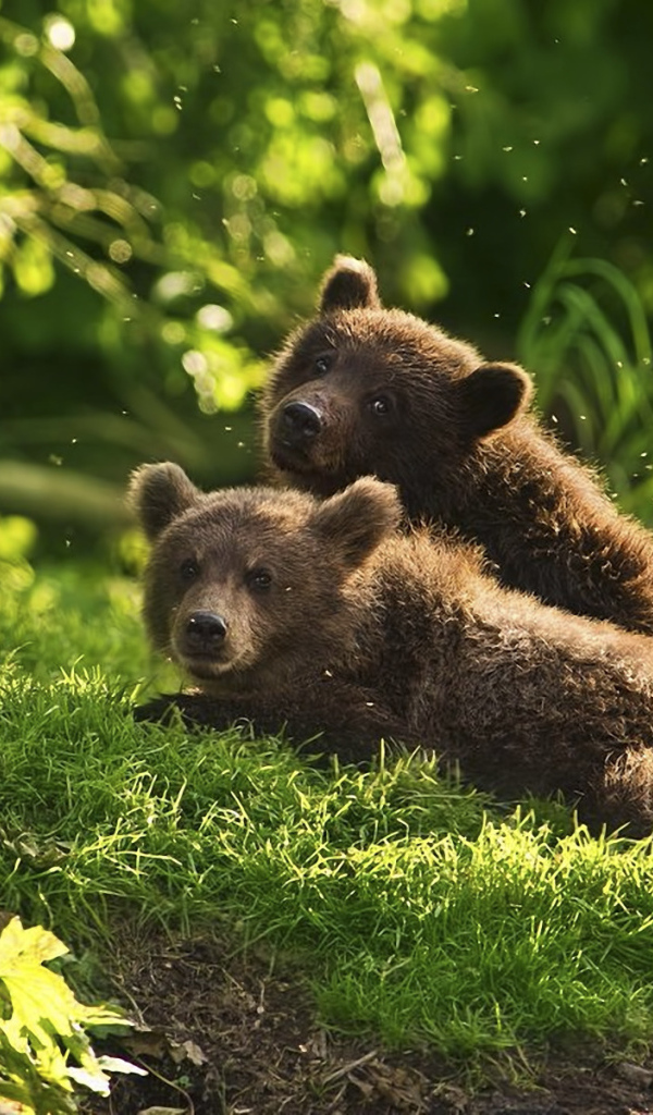 Медведи в лесу