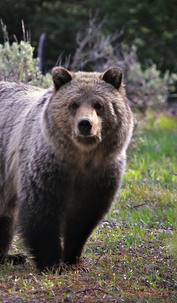 Бурый медведь
