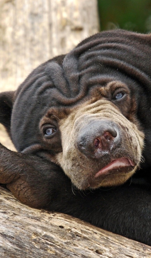 Угрюмый медведь