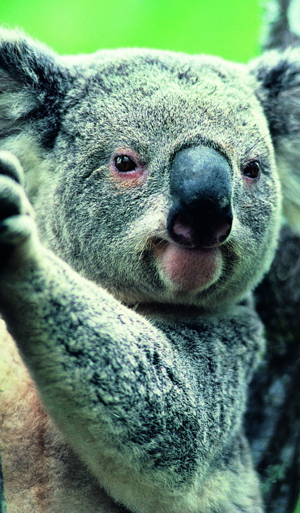 Коала на ветке