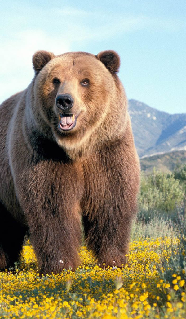 Одиночка-медведь