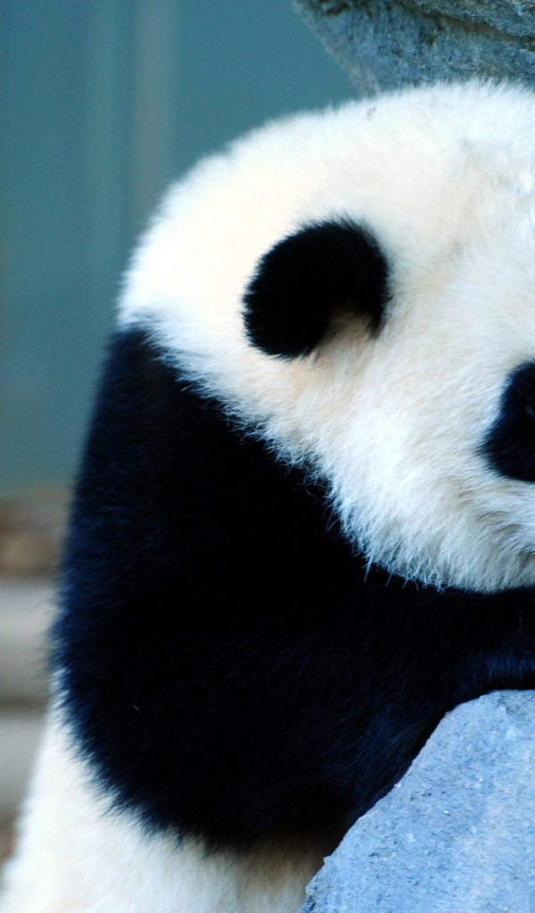 Панда около камня