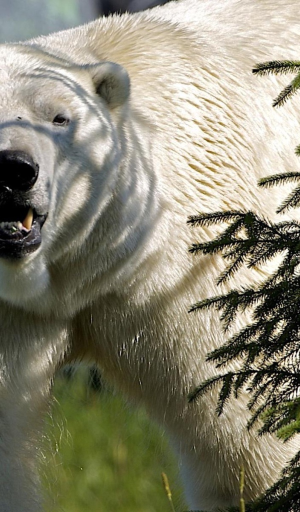 Белый медведь за елкой