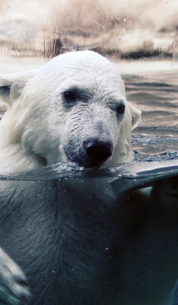 Белый медведь в воде