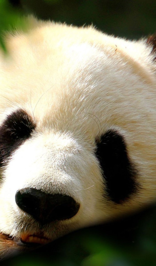 Спящая панда
