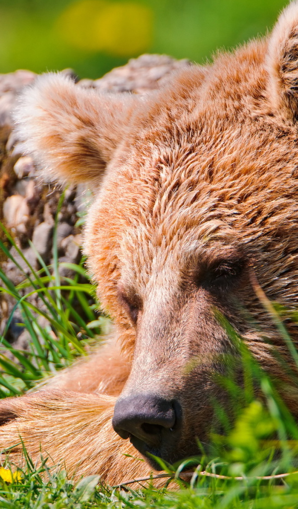 Спящий медведь