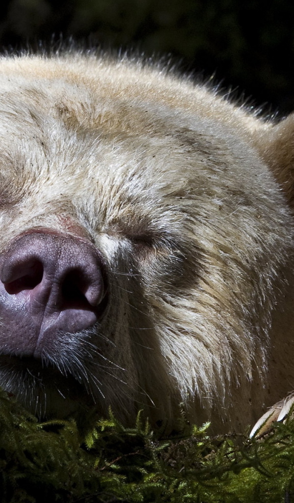 Спящий медведь