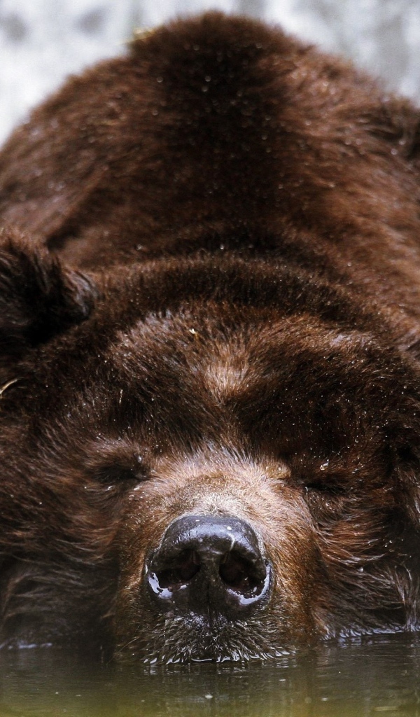 Спящий бурый медведь