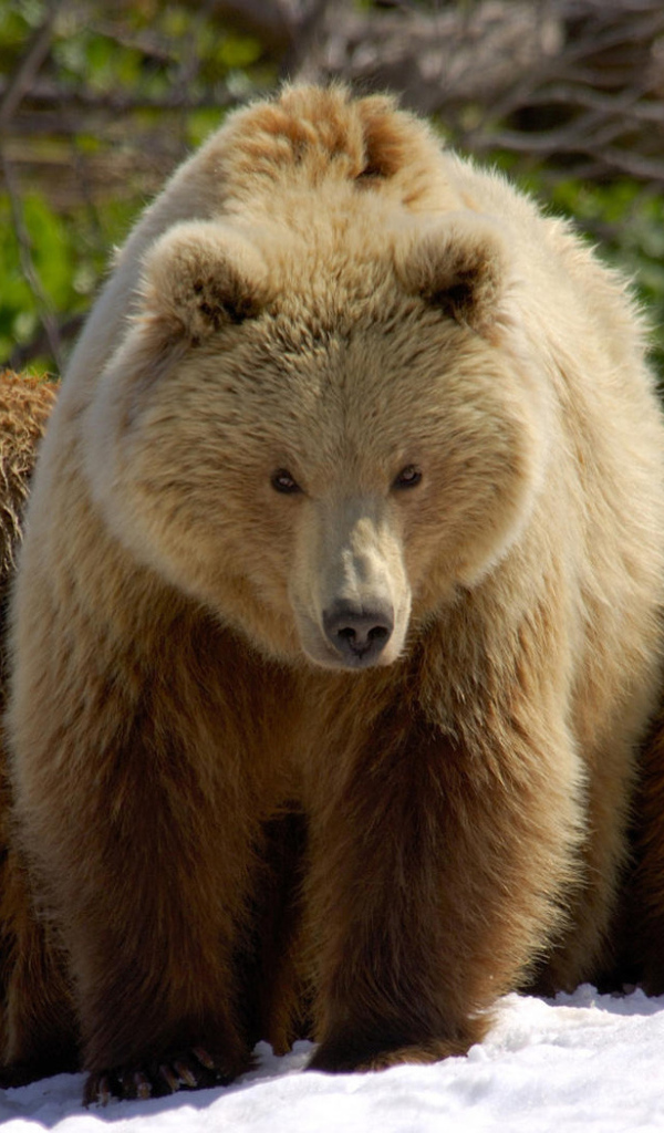 Три медведя