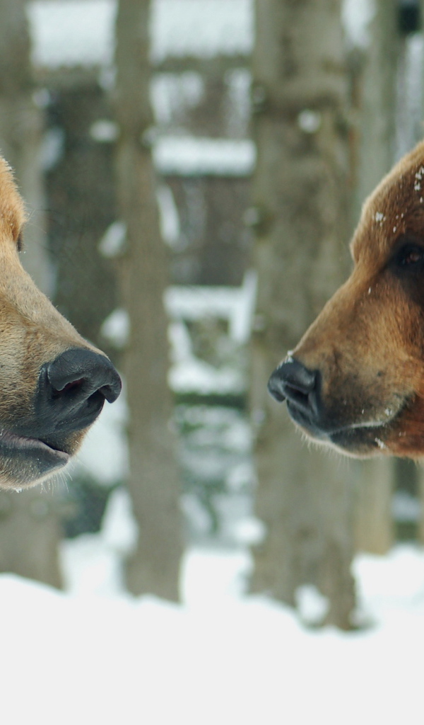 Два медведя