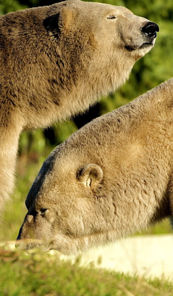 Два белых медведя